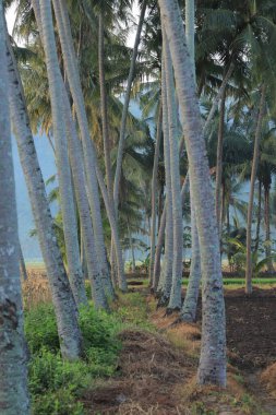 Tropikal Cennet 'te sallanan palmiye ağaçları yemyeşil yapraklı, dingin bir vaha oluşturur.