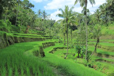 yemyeşil pirinç tarlaları palmiye ağaçları ve tropikal ormanlarla bereketli bir şekilde yetişir..