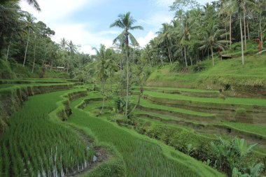Hillside 'daki yemyeşil pirinç tarlaları Tropikal palmiye ağaçları ve bitki örtüsü sessizce büyüyor.