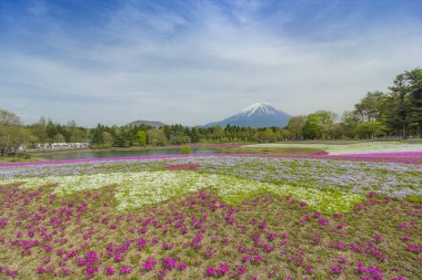 Pembe, Beyaz ve Mor Shibazakura çiçekleri Japonya 'da Dağ ve Mavi Gökyüzü Arkaplanı ile güzel bir şekilde çiçek açar.