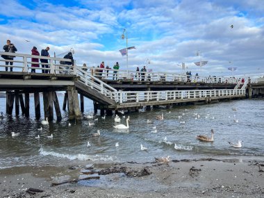 Polonya 'nın Sopot kentindeki Baltık deniz plajında kuğular ve martılar