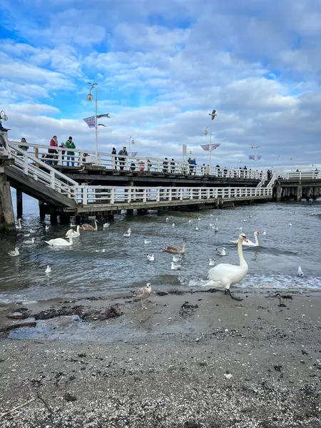 Polonya 'nın Sopot kentindeki Baltık deniz plajında kuğular ve martılar