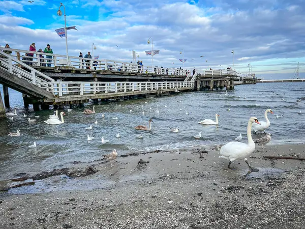 Polonya 'nın Sopot kentindeki Baltık deniz plajında kuğular ve martılar