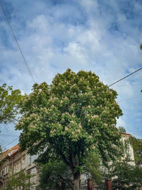 Çiçek açan ağaçlar, mavi gökyüzü ve çiçek dalları olan bir Ukrayna şehrinde bahar. Şehir doğası ve canlı renklerde mevsimsel güzellik.