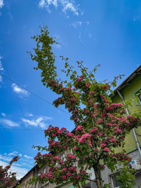 Çiçek açan ağaçlar, mavi gökyüzü ve çiçek dalları olan bir Ukrayna şehrinde bahar. Şehir doğası ve canlı renklerde mevsimsel güzellik.
