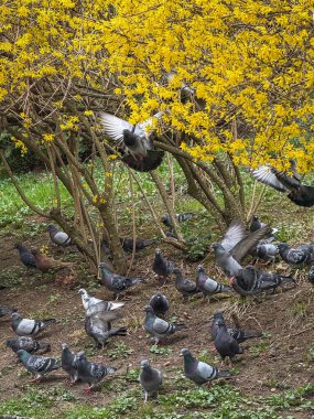 Güvercinler. Kuşlar dinleniyor, besleniyor, uçuyor ve şehir doğasında etkileşime geçiyorlar.