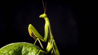 close up shot of a green mantis on a black background, macro photo