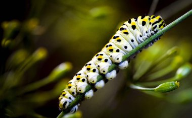 Swallowtail butterfly caterpillar on a flower, macro photo