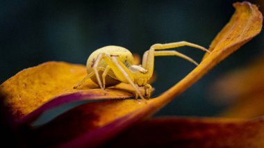 a close-up shot of a yellow - orange spider (Misumena Vatia) on a flower