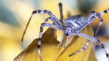 white spider (Argiopa) on a yellow petal, close-up, macro photo