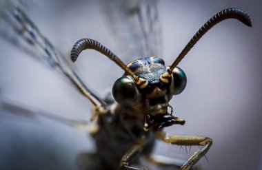 Bir yusufçuğa, Myrmeleotidae, antilion, makro foto