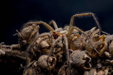 Brown spider (Pisauridae) in the nature, Hobo spider, macro photo, wild nature