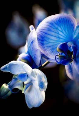 close up of blue orchid (Phalaenopsis), macro photo