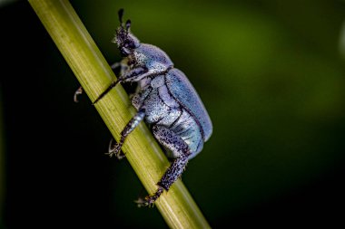 Hoplia Argentea, sapında mavi böcek, makro fotoğraf.