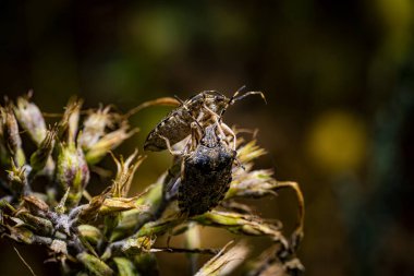 Bir phlox dalında bahçe böceği (Halyomorpha halys), makro fotoğraf