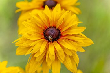 Sarı bir Rudbeckia çiçeğinin üzerindeki böcek, yaz bahçesi, yakın plan.