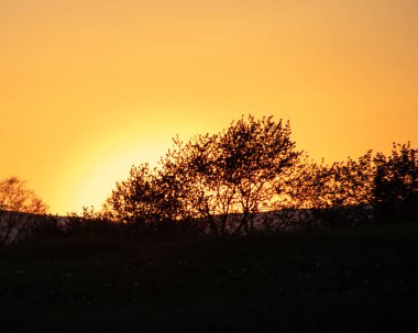 Yaşlı ahır kedisi, yıpranmış mısır ambarı.