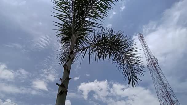 Palmen Und Telekommunikationsturm Mit Klarem Himmel — Stockvideo