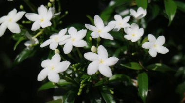 Evin ön bahçesinde beyaz çiçekler.