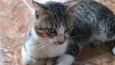 Şirin bir kedi etrafını gözetliyor.