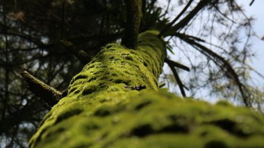 Ormandaki çam ağaçlarında yosun yetişir.