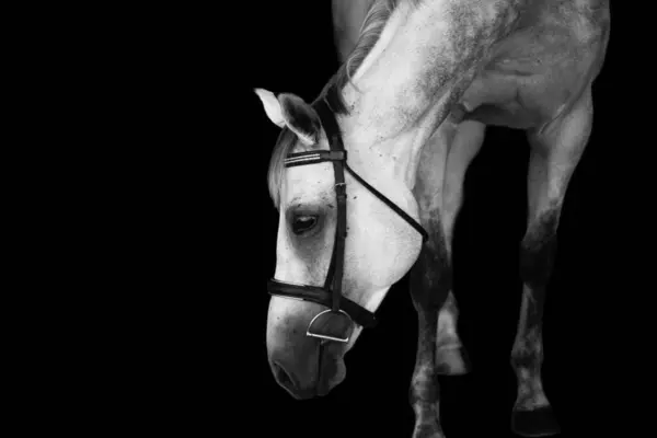 Elegant horse portrait on black backround. Horse on dark backround.Beautiful horse portrait on black background .Horse isolated on black .  horse portrait close up on black background. Studio shot .