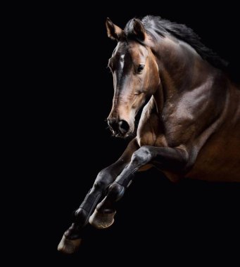 Elegant horse portrait on black backround. horse head isolated on black.Portrait of stunning beautiful horse isolated on dark background. horse portrait close up on black background. Studio shot . clipart