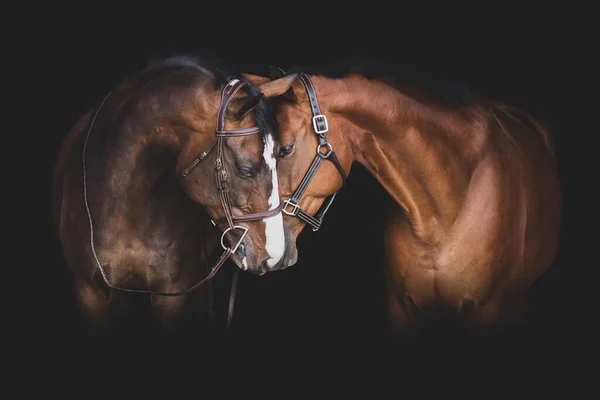 Couple of horse portrait.Two beautiful horses portrait on black background.Elegant horses portrait on black backround. horses on dark backround.
