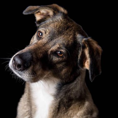 Tüylü yavru köpek ırkı siyah arka planda izole edilmiş. Ön manzara. Köpek stüdyosu portresi..