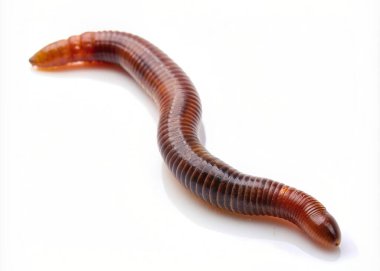 Earth worm isolated on white clipart