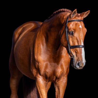 Elegant horse portrait on black backround. horse head isolated on black.Portrait of stunning beautiful horse isolated on dark background. horse portrait close up on black background.studio shot . clipart