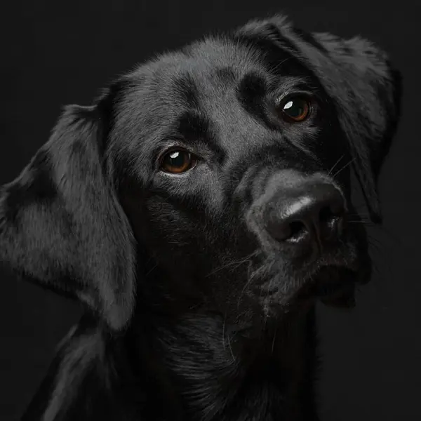Beautiful puppy dog isolated on black background. looking at camera .front view.dog studio portrait.happy dog .dog isolated .puppy isolated .puppy closeup face,indoors.cute puppy isolated .