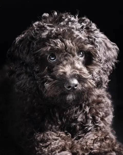 Beautiful puppy dog isolated on black background. looking at camera .front view.dog studio portrait. dog isolated .puppy isolated .puppy closeup face,indoors.cute puppy isolated .