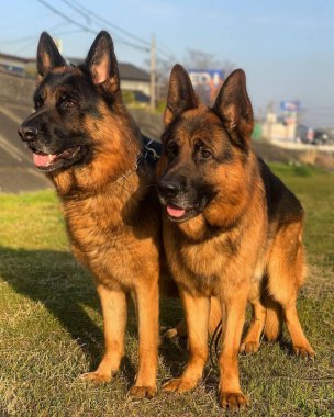 Güzel Alman çoban köpeği dışarıda..