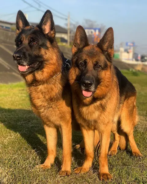 Güzel Alman çoban köpeği dışarıda..