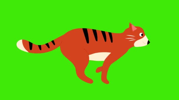 Κινούμενη Γάτα Κινουμένων Σχεδίων Που Τρέχει Πράσινο Φόντο Ζώο Ρακούν — Αρχείο Βίντεο