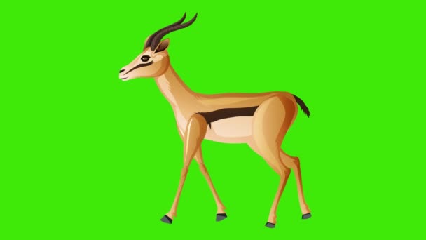 Animación Dibujos Animados Ciervos Caminando Sobre Fondo Pantalla Verde Croma — Vídeos de Stock