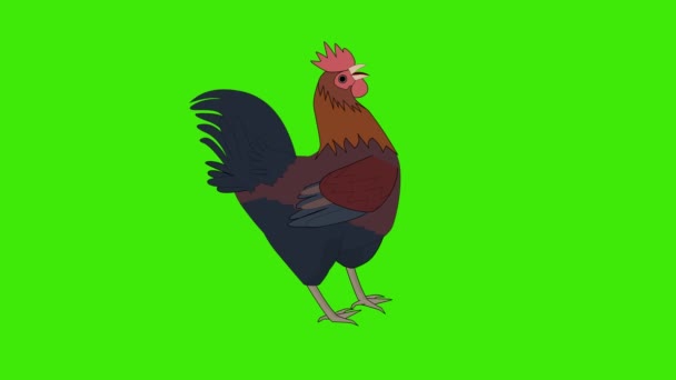 Animación Dibujos Animados Gallo Cantando Sobre Fondo Pantalla Verde Polla — Vídeos de Stock