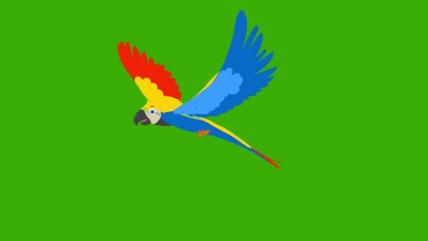 Πράσινο Φόντο Οθόνη Πολύχρωμο Παπαγάλο Parrot Animation Tropical Clip Διαφυγής — Αρχείο Βίντεο
