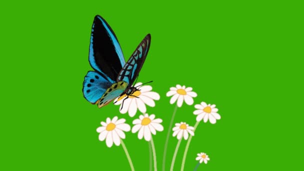 Güzel Mavi Kelebek Yeşil Ekran Üzerinde Uçan Kelebek Çiçeğin Üzerinde — Stok video