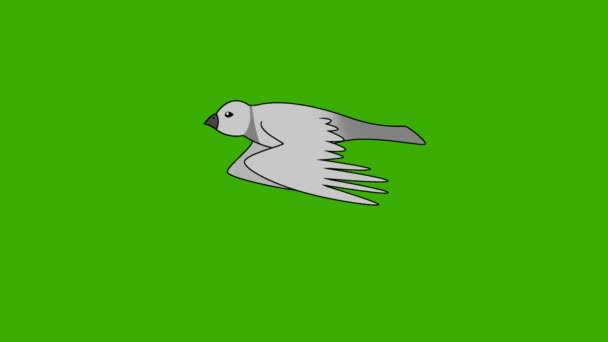 Chroma Key Adventure Con Loro Volador Colorido Pájaro Del Paraíso — Vídeo de stock