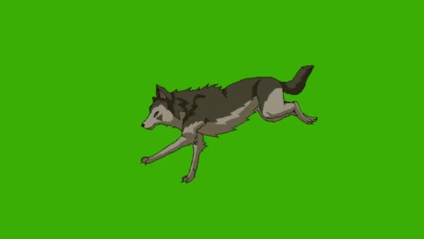 Vlk Běží Plné Rychlosti Vlk Rychle Běží Vlk Zelené Obrazovce — Stock video