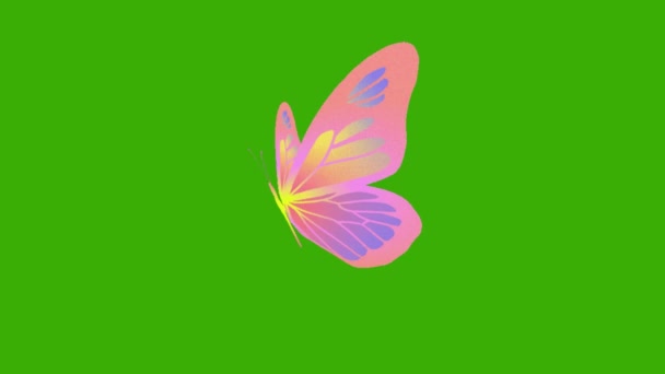 Hermosa Mariposa Colores Volando Mariposa Sobre Fondo Pantalla Verde — Vídeo de stock