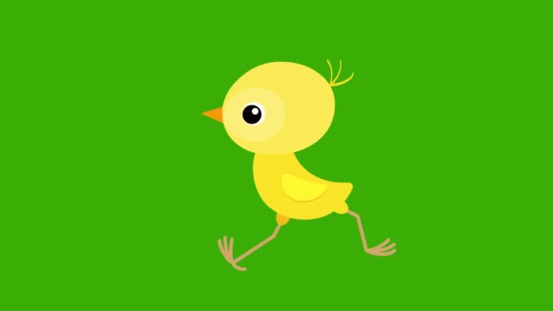 Yeşil Ekran Tavuk Yeşil Ekran Üzerinde Yürüyen Piliç — Stok video