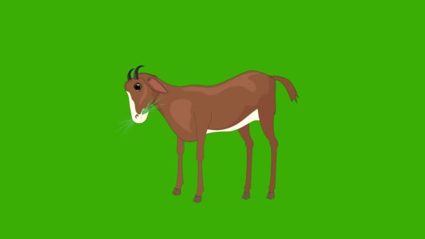 Cute Kozy Jedzenie Trawy Zielonym Tle Ekranu Kozie Jedzenie Zielony — Wideo stockowe