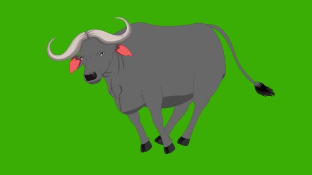 Buvol Běží Rychle Zelené Obrazovce Býk Běží Bull Action — Stock video