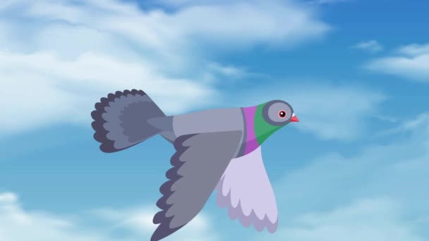 Taube Fliegt Den Himmel Fliegende Taube Fliegender Vogel Himmel — Stockvideo