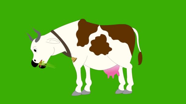 Kráva Jíst Trávu Zelená Obrazovka Videa Kráva Jíst Kráva — Stock video