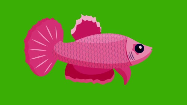 2D动画 绿色屏幕上的粉色鱼 彩色键 粉色鱼 — 图库视频影像