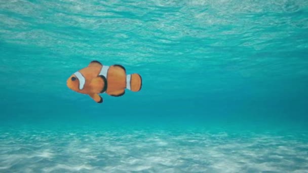 Animation Cartoon Clown Fish Swimming Water Clownfish Ocean Sea River — Stock Video